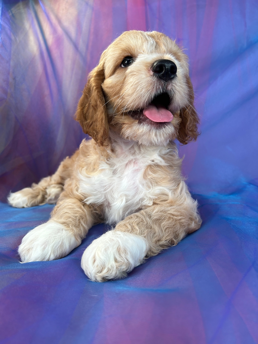 Buff Male Cockapoo Puppy for Sale DOB 5-21-2023 $1200